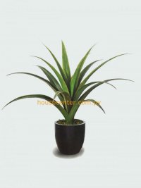 JF100034 DRACENA H80CM