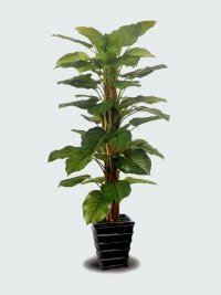 JF100213 RHADHIDOPHORA AUREUM H160CM