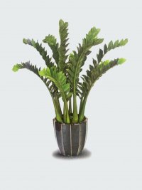 JF100274 FICUS H110CM