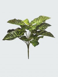 JF100480 SYNGONIM PODOPHYLLUM