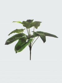 JF100487 DIEFFENBACHIA