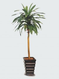 JF100603 DRACAENA H170CM