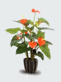 JF110086 ANTHURIUM H95CM