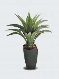 JF12010549 AGAVE ATTENUATA H69CM